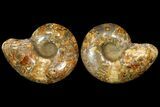 Honey-Orange Ammonite (Argonauticeras) - Befandriana, Madagascar #113123-2